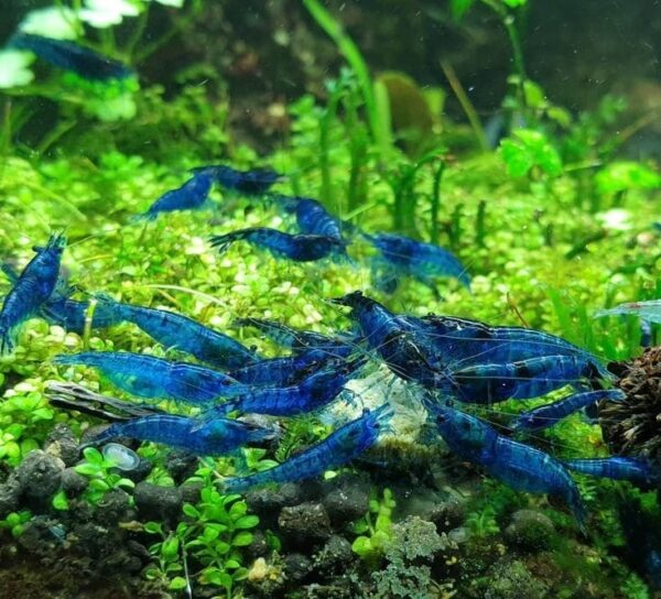 Gambas blud diamond