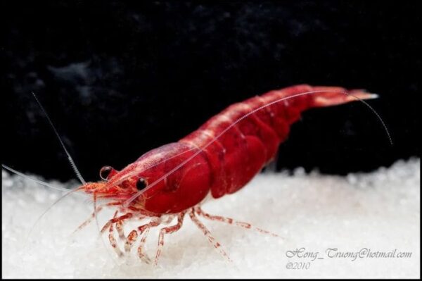 Gambas red fire