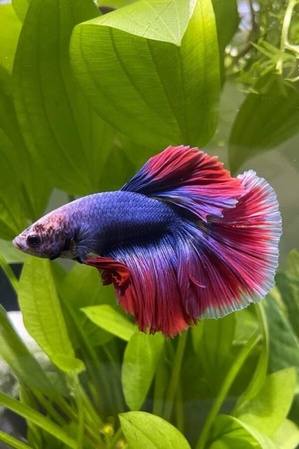 Pez betta comercial