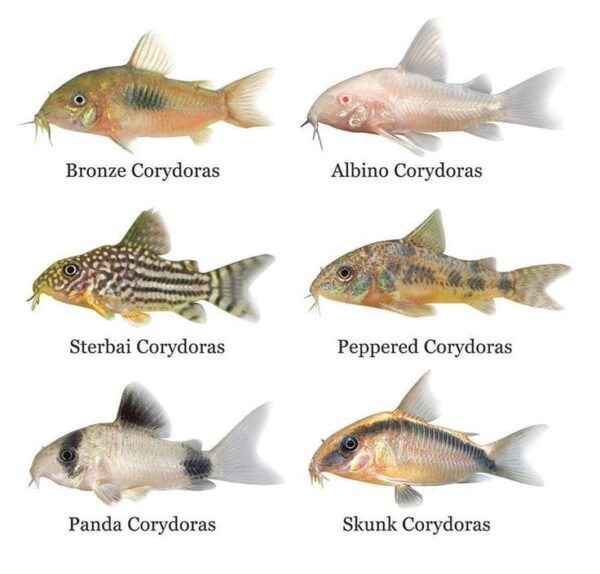 Pez corydora